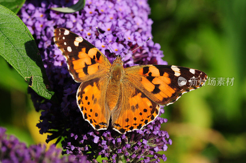 英国，Painted Lady Butterfly